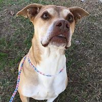 Colonial Heights Animal Shelter Volunteers